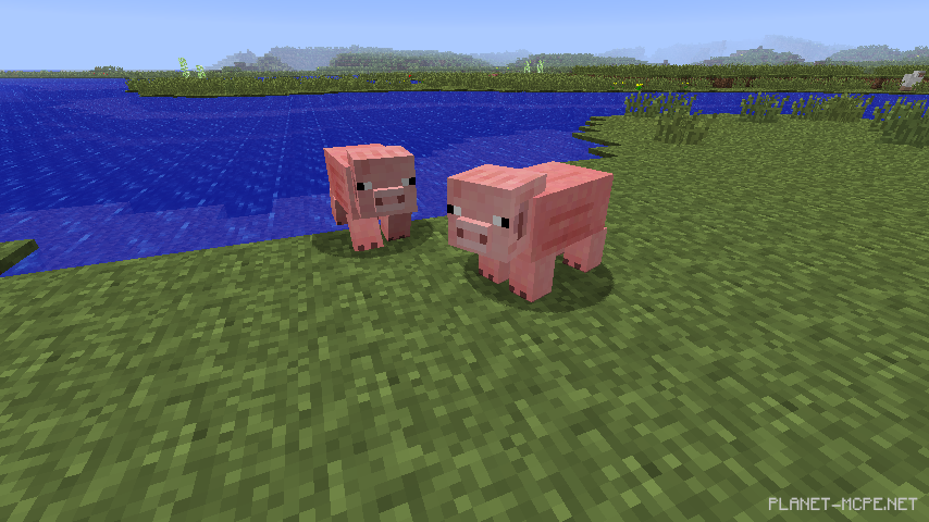 Размножение свиней и поросенок в Minecraft PE 1.26