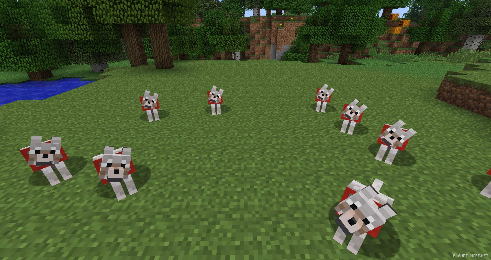 Разные состояния волка в Minecraft PE 1.26