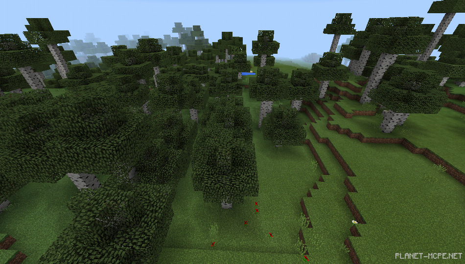 Редкий высокий берёзовый лес [1.0/0.17.0]