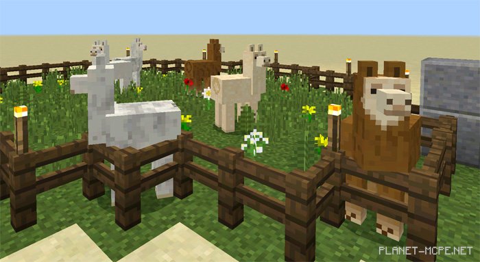 Map MCPE 1.1.0.0 Showcase [Creative] 1.1.0+