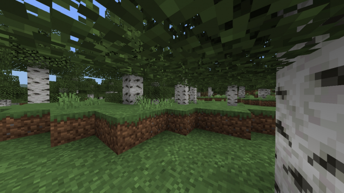 Березовый лес | Текстуры Вариативные блоки