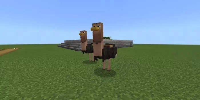 Страусы | Мод Животные Фезарио