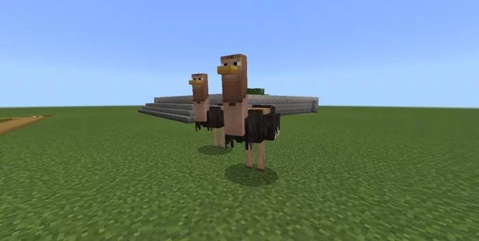 Страусы | Мод Животные Фезарио